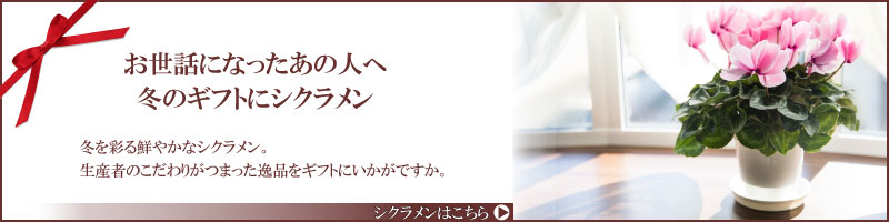 数量限定 送料無料 香りのシクラメン 孤高の香り ５号鉢 選べる鉢カバー付き シクラメン 芝生のことならバロネスダイレクト