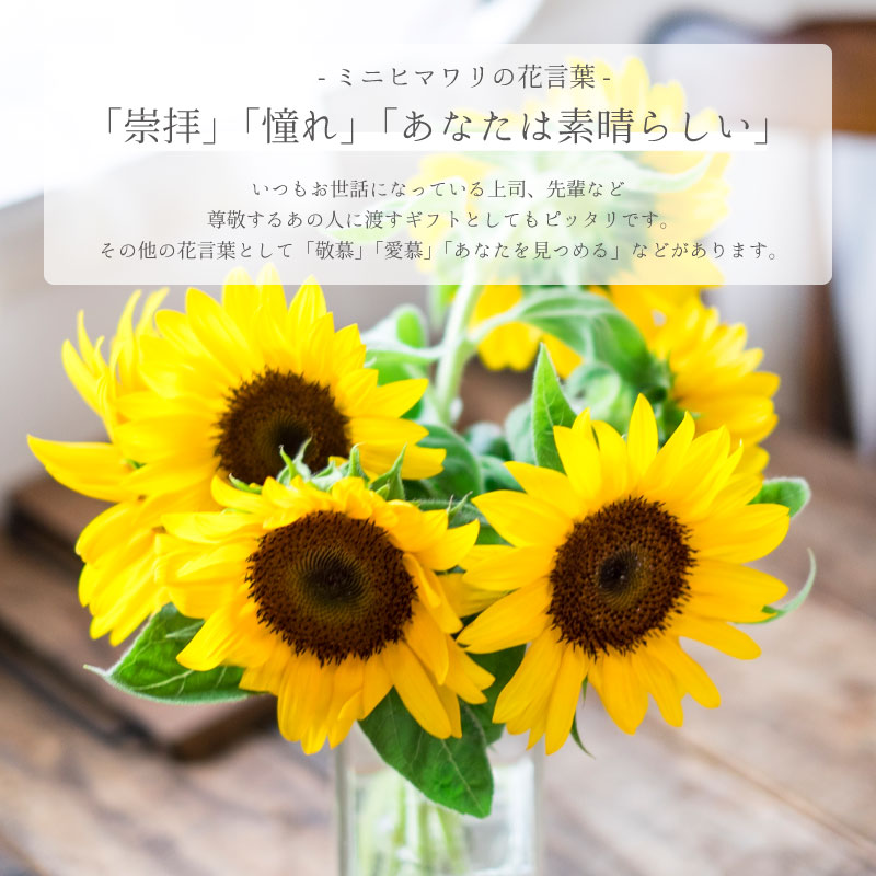 エンジョイプランターフラワー ミニヒマワリ 栽培セット ギフト 花 ハーブ 野菜の種 芝生のことならバロネスダイレクト