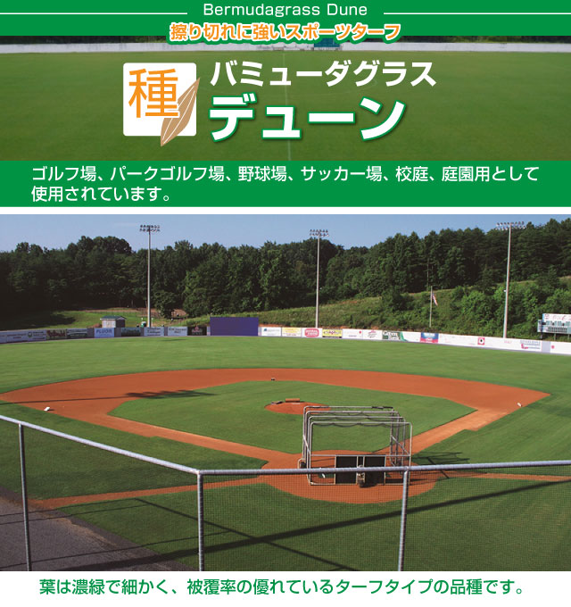 代引不可 メール便 バミューダグラス デューン 0g入 お庭の広さ2 4 3 6坪用 暖地型芝の種 多年草 発芽適温摂氏度以上です 送料無料 バミューダグラス 芝生のことならバロネスダイレクト