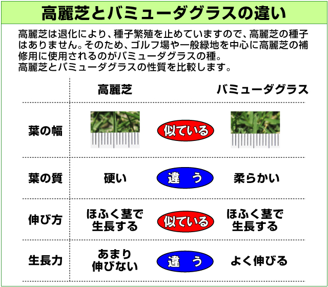 ハイブリッド バミューダグラス ハリウッド 1kg入 お庭の広さ18 27坪用 暖地型芝の種 多年草 発芽適温摂氏度以上です バミューダグラス 芝生のことならバロネスダイレクト